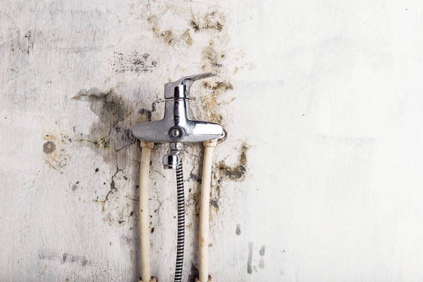 Best HVAC Mold Remediation in Limestone Creek, FL