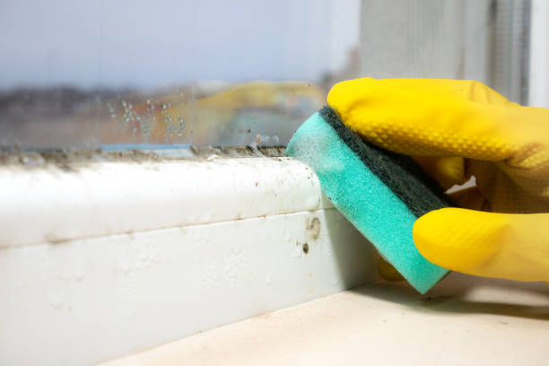 Best Black Mold Remediation in Limestone Creek, FL